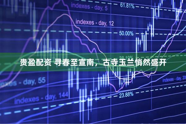 贵盈配资 寻春至宣南，古寺玉兰悄然盛开